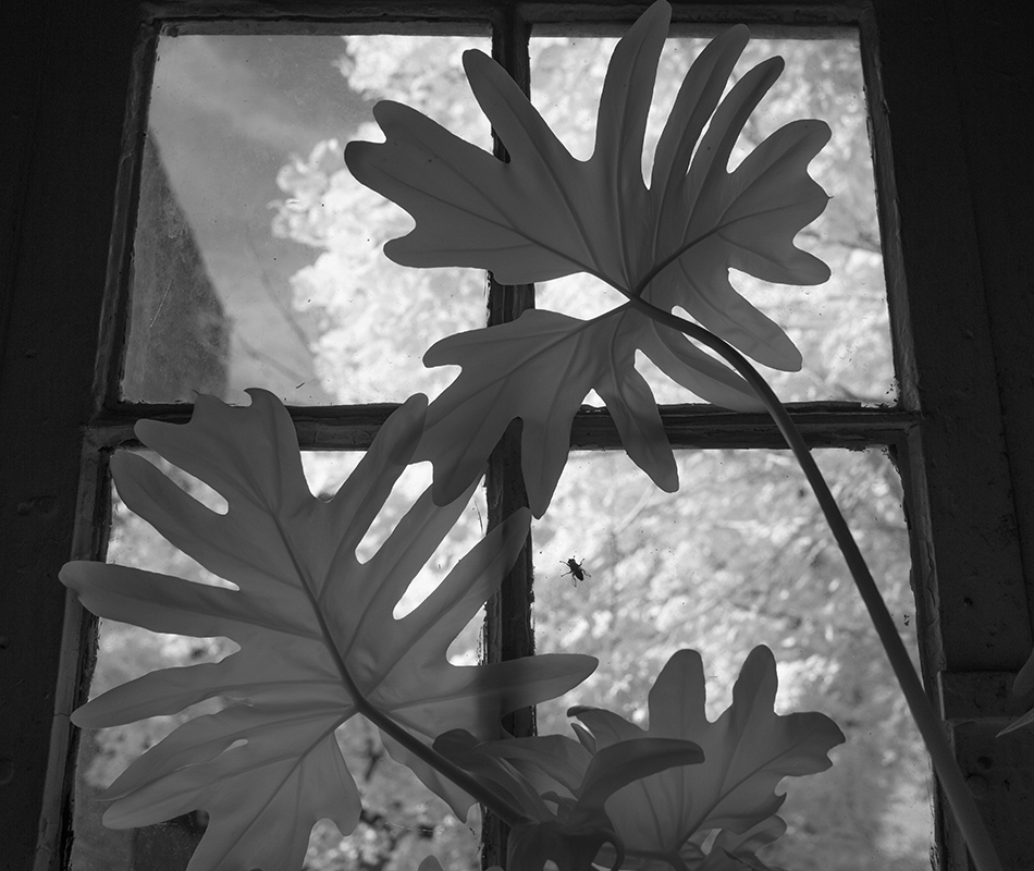 Infrared Photo of Rubber Plant Leaves Against a Window